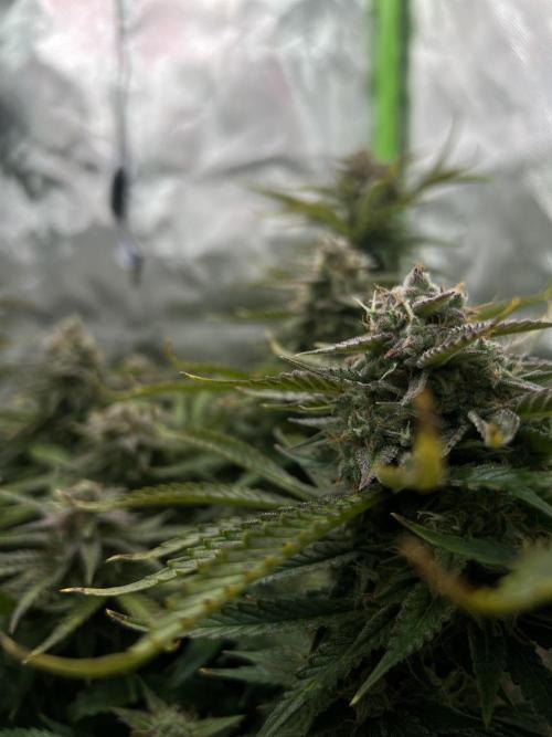 Puff, Puff, Pow! – Divine Seeds 25. Week 11