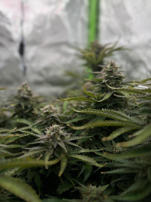 Puff, Puff, Pow! – Divine Seeds 25. Week 11