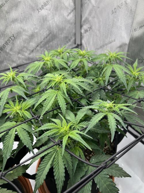 Piece of Cake - Miss Frostina. Week 6