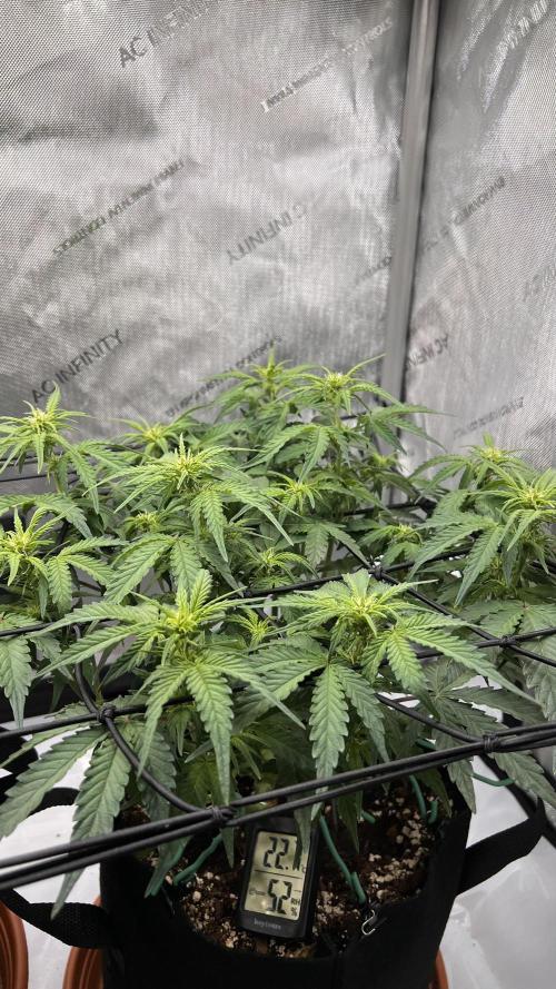 Piece of Cake - Miss Frostina. Week 6