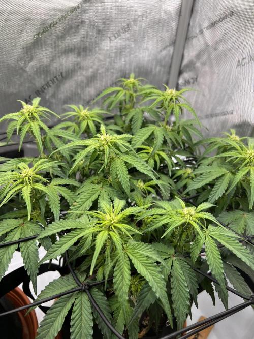 Piece of Cake - Miss Frostina. Week 6