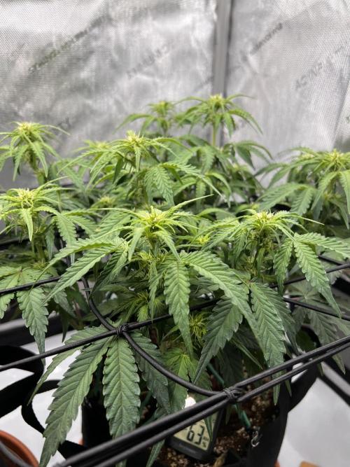 Piece of Cake - Miss Frostina. Week 6