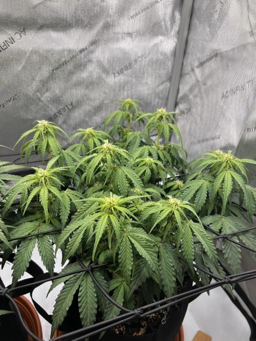 Piece of Cake - Miss Frostina. Week 6