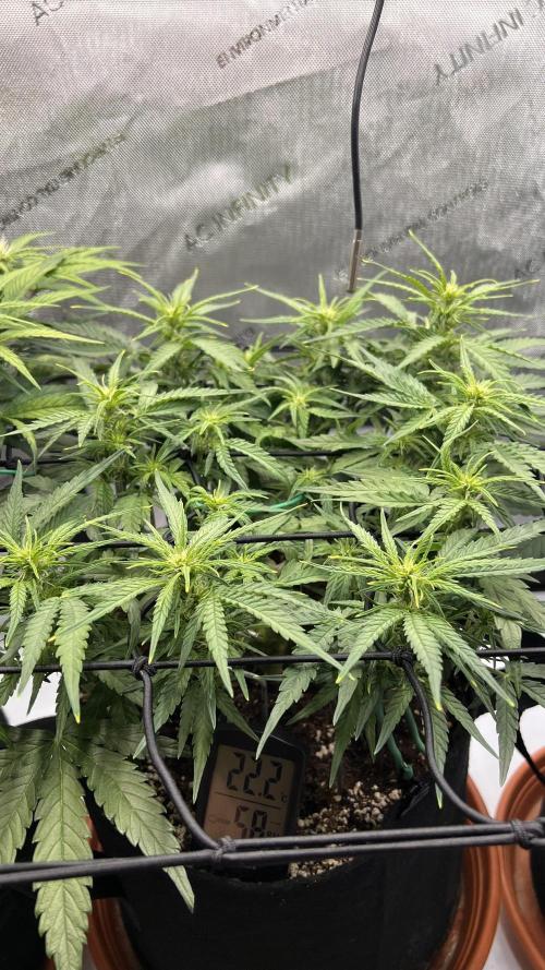 Strong & Stony – Miss Titanica. Week 6