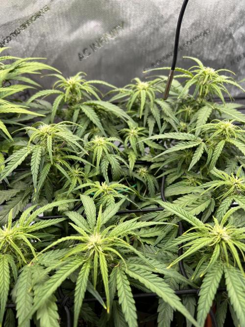 Strong & Stony – Miss Titanica. Week 6