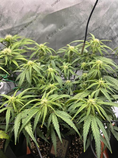 Strong & Stony – Miss Titanica. Week 6