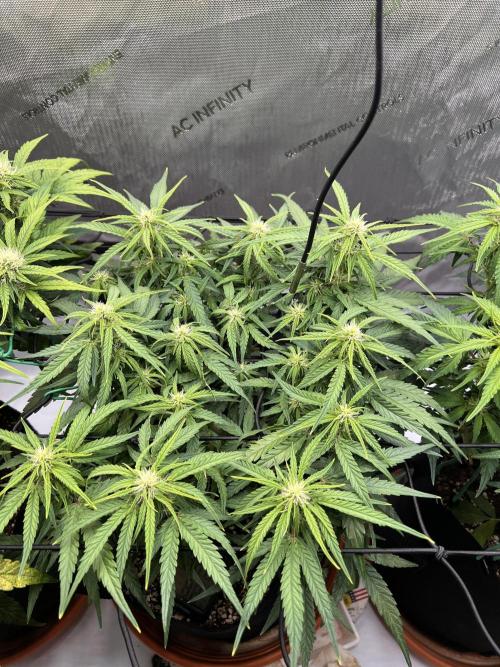 Strong & Stony – Miss Titanica. Week 6