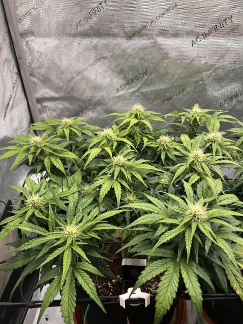 Jack the Tripper – Lady Hazel. Week 7