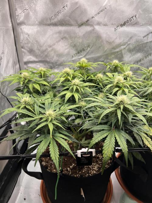 Jack the Tripper – Lady Hazel. Week 7