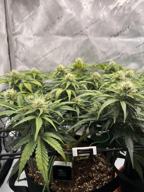 Jack the Tripper – Lady Hazel. Week 7