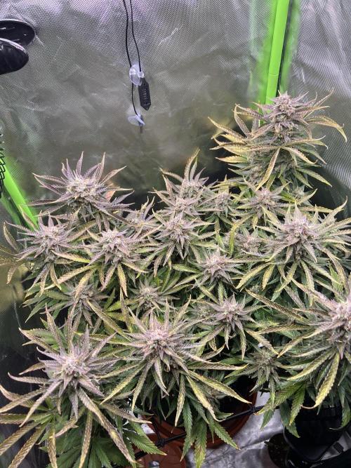 Puff, Puff, Pow! – Divine Seeds 25. Week 12