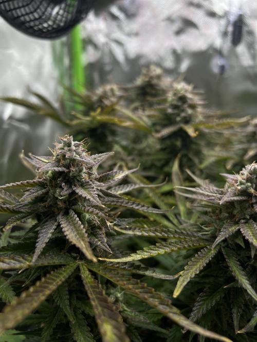 Puff, Puff, Pow! – Divine Seeds 25. Week 12