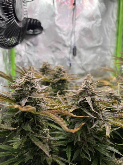 Puff, Puff, Pow! – Divine Seeds 25. Week 12