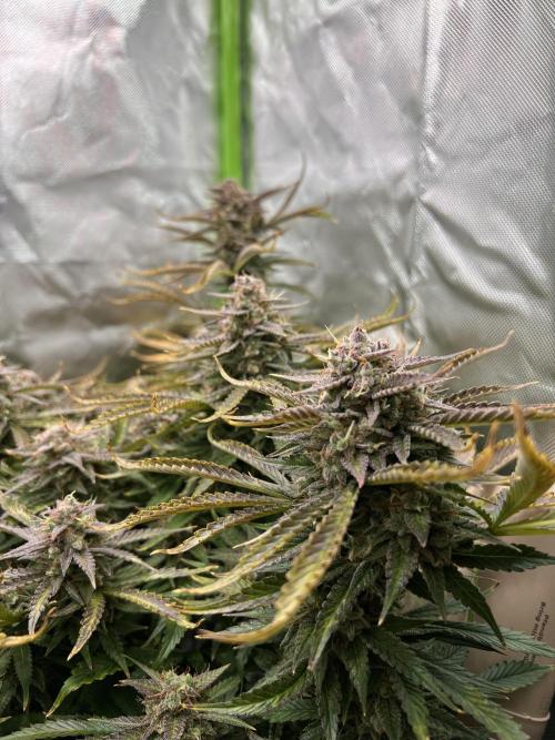 Puff, Puff, Pow! – Divine Seeds 25. Week 12