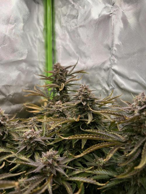 Puff, Puff, Pow! – Divine Seeds 25. Week 12