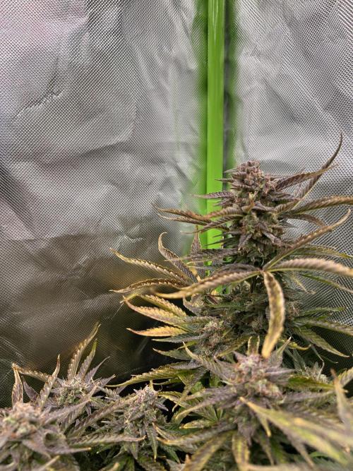 Puff, Puff, Pow! – Divine Seeds 25. Week 12