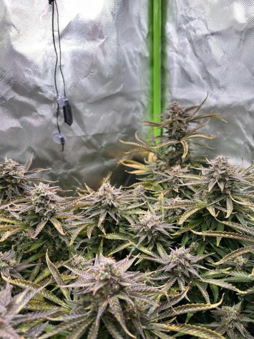 Puff, Puff, Pow! – Divine Seeds 25. Week 12