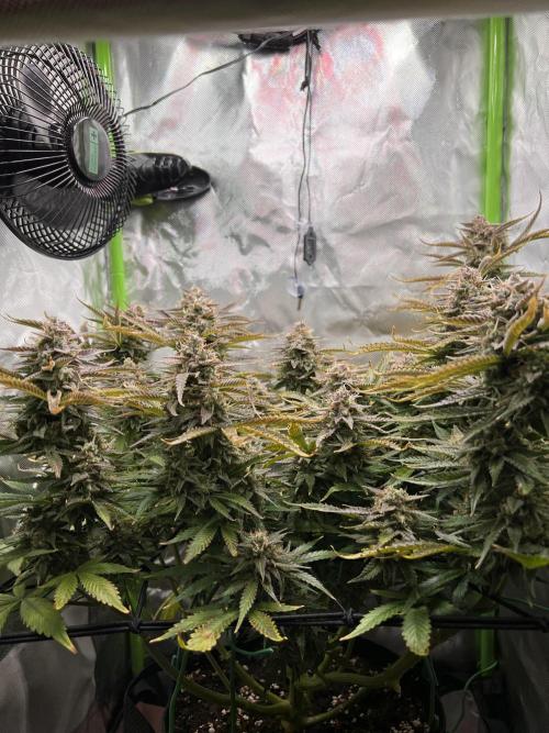 Puff, Puff, Pow! – Divine Seeds 25. Week 12