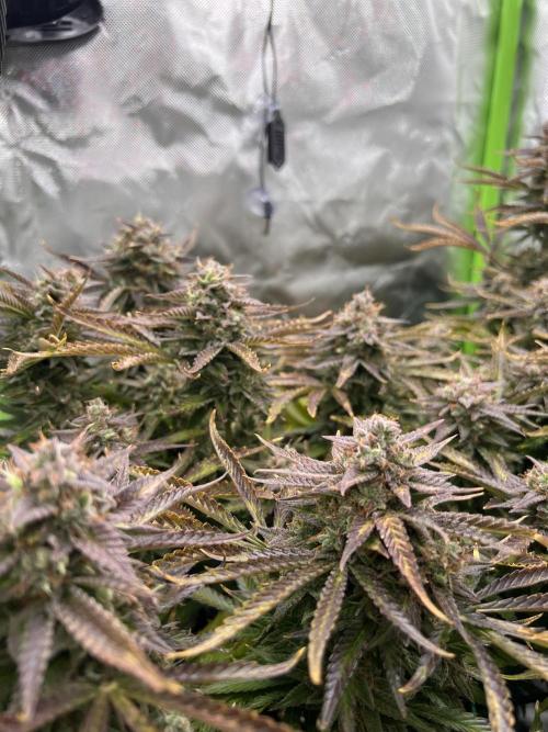 Puff, Puff, Pow! – Divine Seeds 25. Week 12