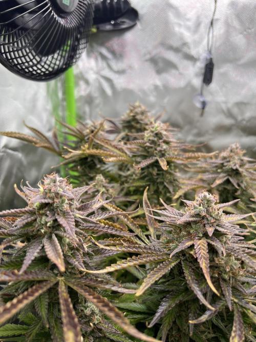 Puff, Puff, Pow! – Divine Seeds 25. Week 12