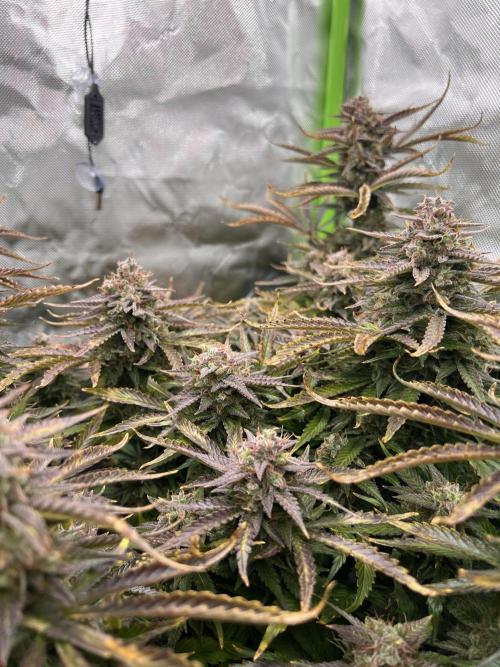 Puff, Puff, Pow! – Divine Seeds 25. Week 12
