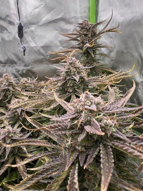 Puff, Puff, Pow! – Divine Seeds 25. Week 12