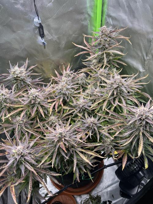 Puff, Puff, Pow! – Divine Seeds 25. Week 12