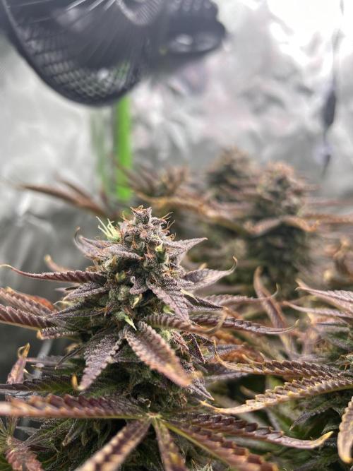 Puff, Puff, Pow! – Divine Seeds 25. Week 13