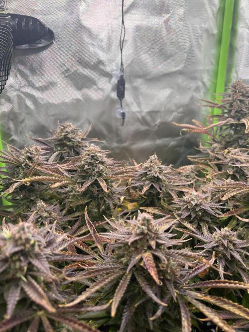 Puff, Puff, Pow! – Divine Seeds 25. Week 13