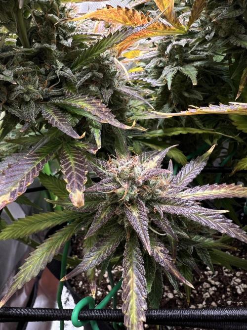 Puff, Puff, Pow! – Divine Seeds 25. Week 13
