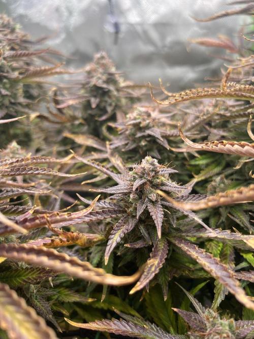 Puff, Puff, Pow! – Divine Seeds 25. Week 13