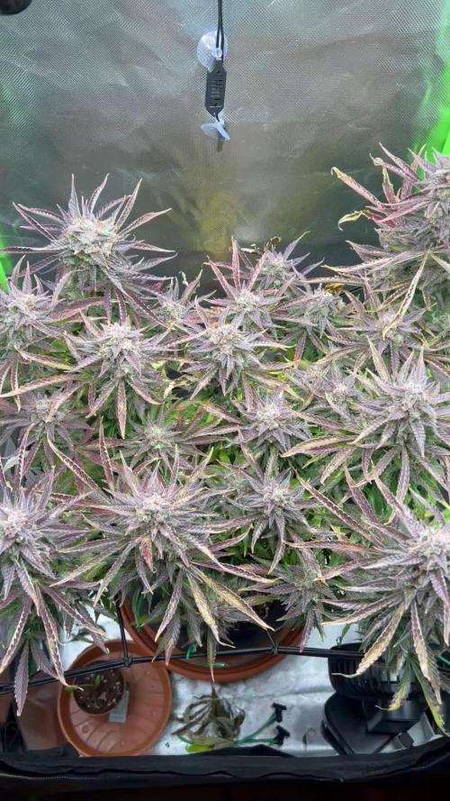 Puff, Puff, Pow! – Divine Seeds 25