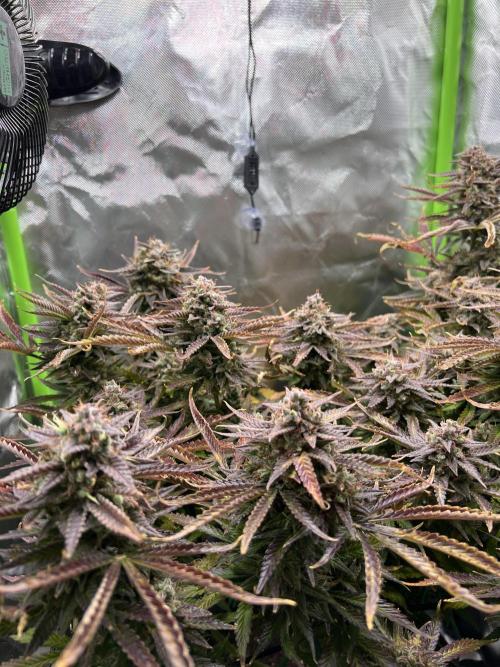 Puff, Puff, Pow! – Divine Seeds 25. Week 13