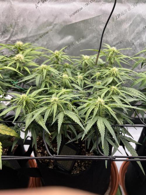 Strong & Stony – Miss Titanica. Week 7