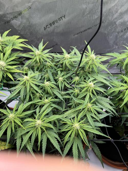 Strong & Stony – Miss Titanica. Week 7