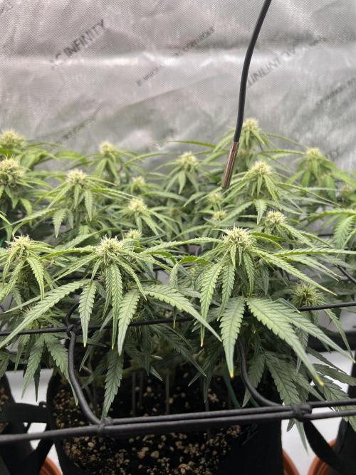 Strong & Stony – Miss Titanica. Week 7