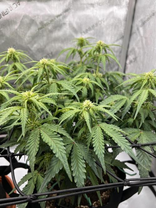 Piece of Cake - Miss Frostina. Week 7