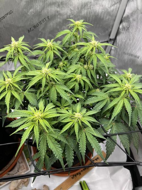 Piece of Cake - Miss Frostina. Week 7