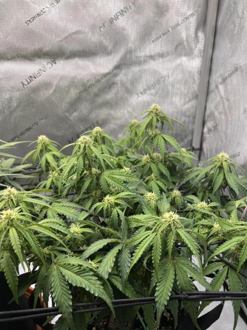 Piece of Cake - Miss Frostina. Week 7