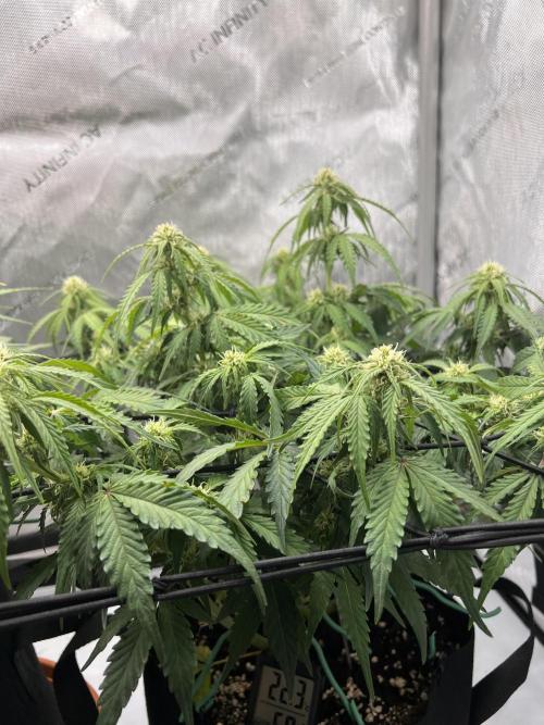 Piece of Cake - Miss Frostina. Week 7