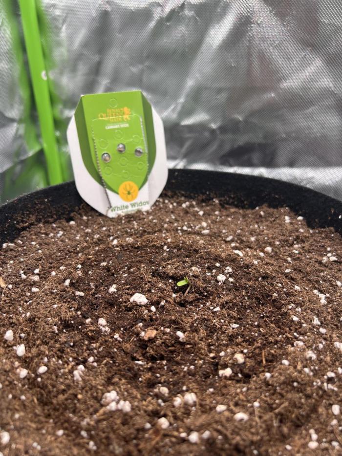 Ghost in the Grow – Lady Frostbite. Week 0