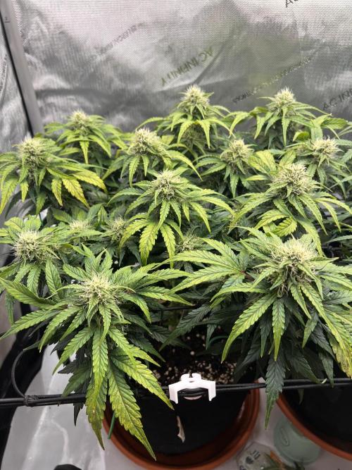 Jack the Tripper – Lady Hazel. Week 8