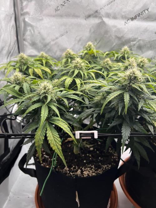 Jack the Tripper – Lady Hazel. Week 8