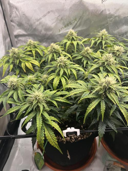 Jack the Tripper – Lady Hazel. Week 8