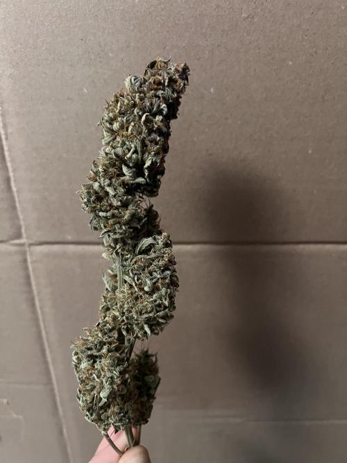 Puff, Puff, Pow! – Divine Seeds 25. Week 13