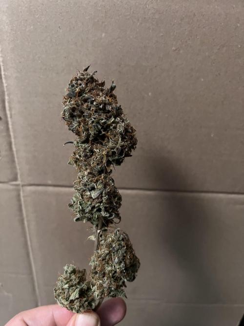 Puff, Puff, Pow! – Divine Seeds 25. Week 13