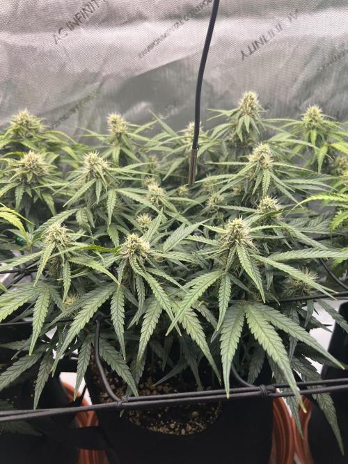 Strong & Stony – Miss Titanica. Week 8