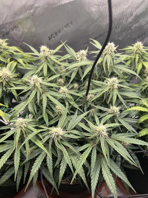 Strong & Stony – Miss Titanica. Week 8