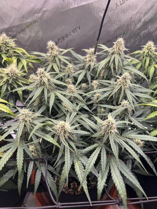 Strong & Stony – Miss Titanica. Week 8