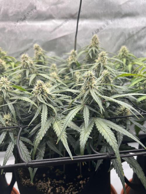 Strong & Stony – Miss Titanica. Week 8